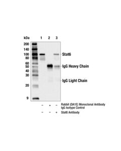 Cell Signaling Stat6 Antibody