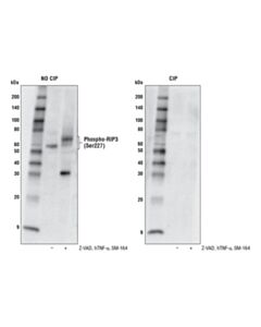 Cell Signaling Phospho-Rip3 (Ser227) (D6w2t) Rabbit mAb