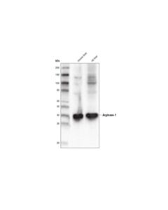 Cell Signaling Arginase-1 (D4e3m) Xp Rabbit mAb