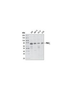 Cell Signaling Pkczeta (C24e6) Rabbit mAb