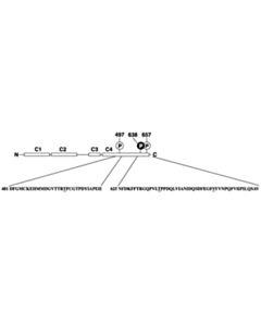Cell Signaling Phospho-Pkcalpha/Beta Ii (Thr638/641) Antibody