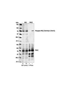 Cell Signaling Phospho-Pkczeta/Lamba (Thr410/403) Antibody