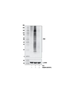 Cell Signaling Olaparib (Azd2281)