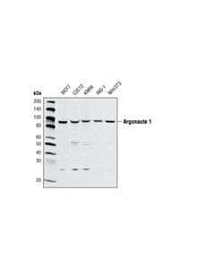Cell Signaling Argonaute 1 Antibody