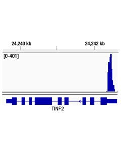 Cell Signaling Sp1 (D4c3) Rabbit mAb