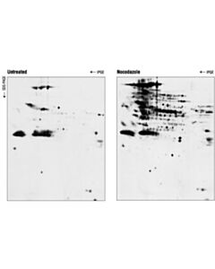 Cell Signaling Phospho-Threonine-Proline Mouse mAb (P-Thr-Pro-101) 20 uL