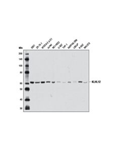 Cell Signaling KLHL12 (2G2) Mouse mAb 20 uL