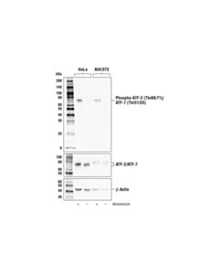 Cell Signaling Phospho-ATF-2 (Thr69/71)/ATF-7 (Thr51/53) (E6A8A) Rabbit mAb (BSA and Azide Free)