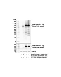 Cell Signaling SRLEEELRRRLTE Tag (F8Z6D) Rabbit mAb (Binds to same epitope as NanoTag Biotechnologies Anti-ALFA antibody)