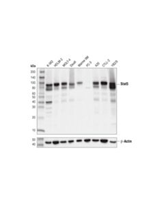 Cell Signaling Stat5 (D2o6y) Rabbit mAb