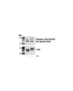 Cell Signaling Phospho-C-Raf (Ser259) Antibody