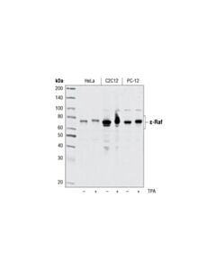Cell Signaling C-Raf Antibody