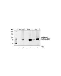 Cell Signaling Phospho-C-Raf (Ser338) (56a6) Rabbit mAb
