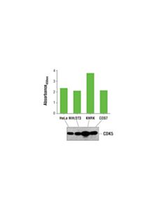 Cell Signaling Pathscan Total Cdk5 Sandwich ELISA Kit