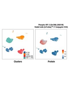 Cell Signaling Phospho-IRF-3 (Ser396) (D6O1M) Rabbit mAb (InTraSeq™ 3 Conjugate 3103); 25 µl