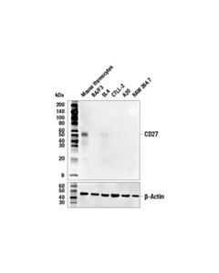 Cell Signaling Cd27 (E7x8w) Rabbit mAb