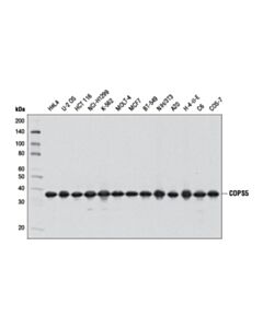 Cell Signaling Cops5 (D15g6) Rabbit mAb