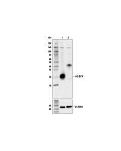 Cell Signaling 4e-Bp1 Antibody