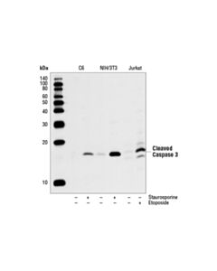 Cell Signaling Cleaved Caspase-3 (Asp175) (5a1e) Rabbit mAb (BSA And Azide Free)