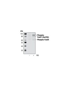 Cell Signaling Phospho-Foxo1 (Ser256) Antibody