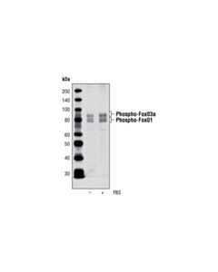 Cell Signaling Phospho-Foxo1 (Thr24)/Foxo3a (Thr32) Antibody