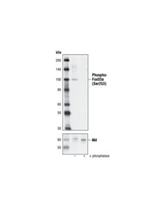 Cell Signaling Phospho-Foxo3a (Ser253) Antibody