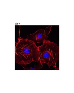 Cell Signaling Beta-Actin (13e5) Rabbit mAb (Alexa Fluor<LT/>Sup&Gt;® <LT/>/Sup&Gt;594 Conjugate)