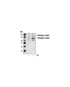 Cell Signaling Phospho-Foxo4 (Ser193) Antibody