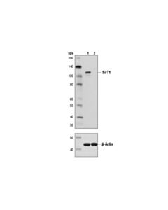 Cell Signaling Sirt1 (D1d7) Rabbit mAb