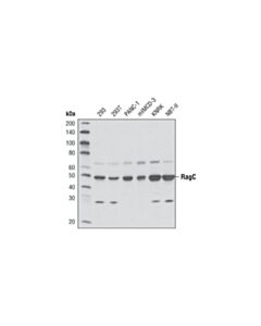 Cell Signaling RagC (D8H5) Rabbit mAb 20 uL