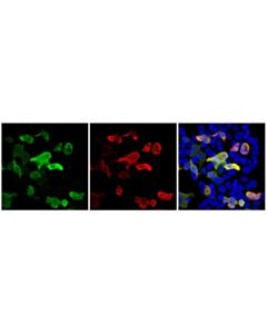 Cell Signaling Firefly Luciferase (E9W9V) Mouse Chimeric mAb; 20 µl