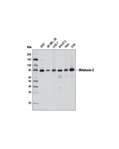Cell Signaling Mitofusin-2 (D2d10) Rabbit mAb