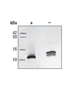 Cell Signaling Human Interleukin-8 (Hil-8)
