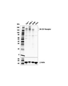 Cell Signaling Csf-1r/M-Csf-R (E4t8z) Rabbit mAb (BSA And Azide Free)