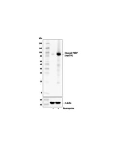 Cell Signaling Cleaved Parp (Asp214) (D6x6x) Rabbit mAb (Rodent Specific)
