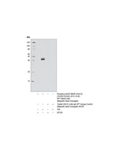 Cell Signaling Phospho-P44/42 Mapk (Erk1/2) (Thr202/Tyr204) (D13.14.4e) Xp Rabbit mAb (Magnetic Bead Conjugate)