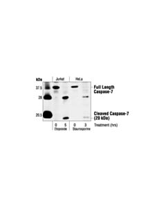 Cell Signaling Caspase-7 Antibody