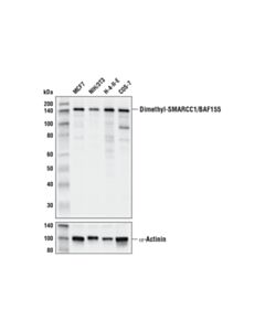 Cell Signaling Asymmetric Dimethyl-SMARCC1/BAF155 (Arg1064) (D8I3U) Rabbit mAb 20 uL
