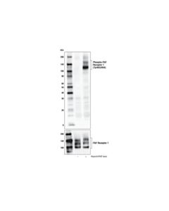 Cell Signaling Phospho-FGF Receptor 1 (Tyr653/654) (D4X3D) Rabbit mAb (BSA and Azide Free)
