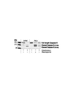 Cell Signaling Caspase-9 Antibody (Human Specific)