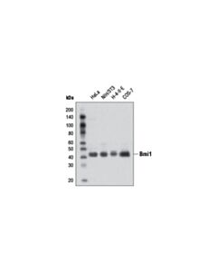 Cell Signaling Bmi1 (D42B3) Rabbit Monoclonal Antibody (BSA and Azide Free)