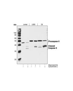 Cell Signaling Caspase-9 (C9) Mouse mAb
