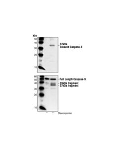 Cell Signaling Cleaved Caspase-9 (Asp353) Antibody (Mouse Specific)