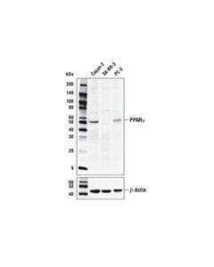 Cell Signaling PPARgamma (D8I3Y) Mouse mAb 20 uL