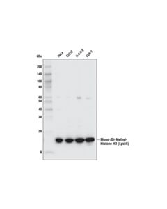 Cell Signaling Mono/Di-Methyl Histone H3 (Lys56) (D4l7l) Rabbit mAb