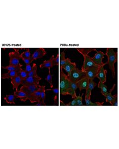 Cell Signaling Phospho-P44/42 Mapk (Erk1/2) (Thr202/Tyr204) (197g2) Rabbit mAb (BSA And Azide Free)