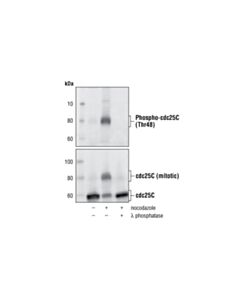 Cell Signaling Phospho-Cdc25c (Thr48) Antibody