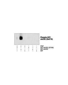 Cell Signaling Phospho-Cdc25c (Ser216) Antibody