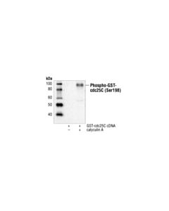 Cell Signaling Phospho-Cdc25c (Ser198) Antibody