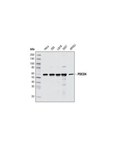 Cell Signaling Pdcd4 (D29c6) Xp Rabbit mAb